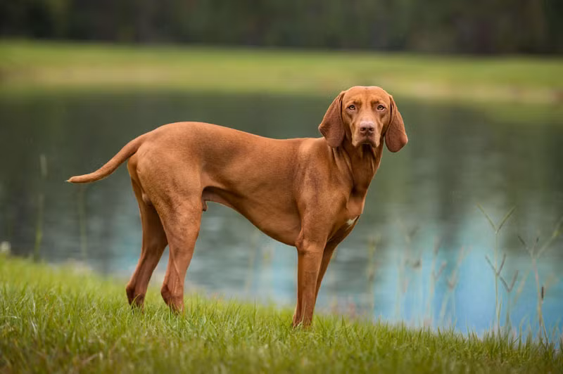 3. Vizsla (vận tốc tối đa: 71 km/h).