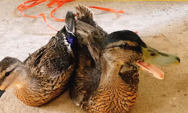 Loai vit nang chua den 1kg, gia hon 200.000 dong/con van chay hang-Hinh-2