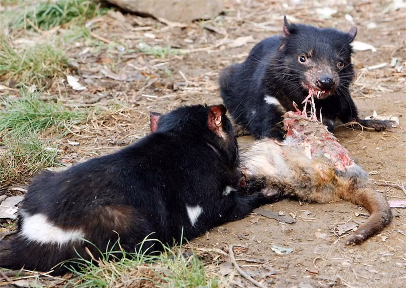 Quỷ Tasmania trưởng thành có kích thước bằng một con chó nhỏ với trọng lượng trung bình khoảng 8kg và dài từ 57-65cm. Đáng chú ý, loài động vật có túi này rất hung dữ khi chúng sẵn sàng ăn thịt bất kỳ loài động vật nào mà chúng có thể săn đuổi được. Thậm chí, chúng cũng rất thích “dọn sạch” các xác thối, kể cả xương.