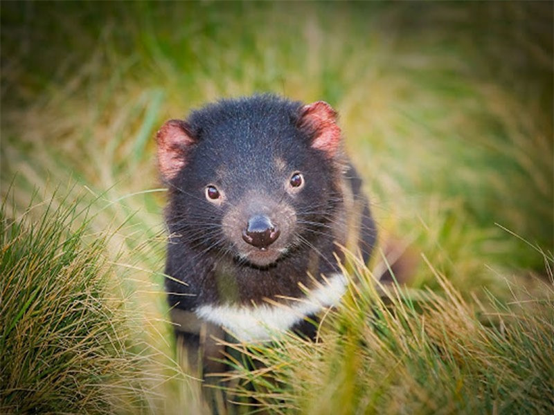iện tại, quỷ Tasmania đã được đưa vào danh sách các loài động vật có nguy cơ bị tuyệt chủng và được Luật bảo tồn đa dạng sinh học Australia bảo vệ, cấm săn bắt dưới mọi hình thức. Tuy nhiên, số lượng của chúng vẫn phát triển rất chậm.