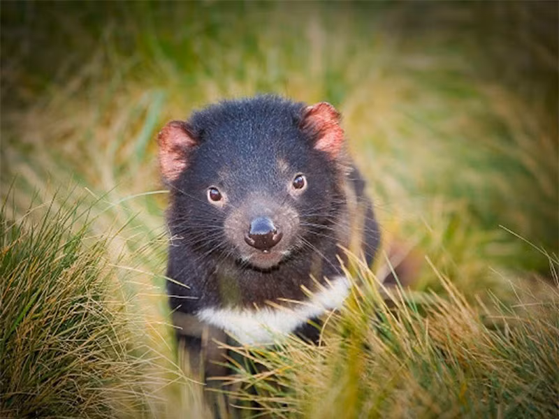 Hiện tại, quỷ Tasmania đã được đưa vào danh sách các loài động vật có nguy cơ bị tuyệt chủng và được Luật bảo tồn đa dạng sinh học Australia bảo vệ, cấm săn bắt dưới mọi hình thức. Tuy nhiên, số lượng của chúng vẫn phát triển rất chậm.