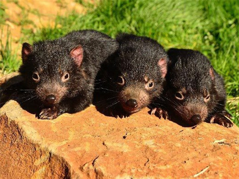 Sau khi sinh, quỷ Tasmania con sẽ bò vào túi của mẹ và sống ở đó khoảng 3 tháng mới phát triển hoàn thiện được cơ thể. Sau đó, nó mới có thể ra ngoài khám phá thiên nhiên và bắt đầu cai sữa mẹ khi đạt độ tuổi từ 3,5-4 tháng tuổi.