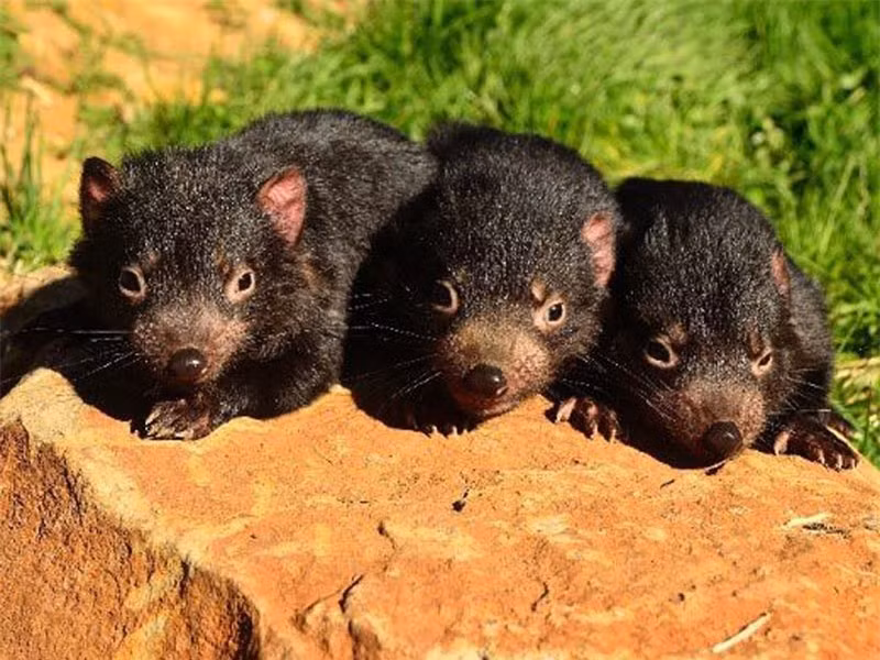 Sau khi sinh, quỷ Tasmania con sẽ bò vào túi của mẹ và sống ở đó khoảng 3 tháng mới phát triển hoàn thiện được cơ thể. Sau đó, nó mới có thể ra ngoài khám phá thiên nhiên và bắt đầu cai sữa mẹ khi đạt độ tuổi từ 3,5-4 tháng tuổi.