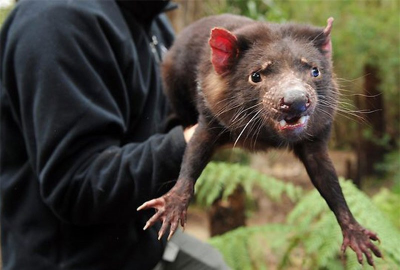 Theo số liệu thống kê vào năm 2008, chỉ còn khoảng 10.000 – 15.000 cá thể quỷ Tasmania sinh sống trong thiên nhiên hoang dã (giảm hơn 80% về số lượng vào năm 1990. Được biết, nguyên nhân dẫn đến việc này là do nạn dịch bệnh, cũng như người dân định cư tại Tasmania săn bắt chúng để làm thức ăn.