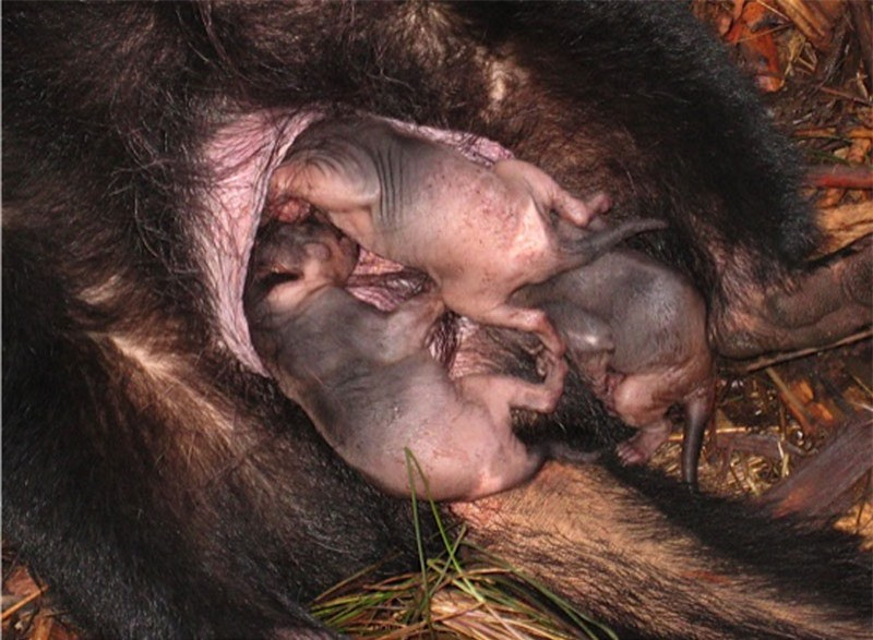 Được biết, thời gian mang thai của quỷ Tasmania kéo dài khoảng 21 ngày và mỗi lần sinh được từ 1-4 con. Giống như các loài động vật có túi khác, quỷ Tasmania mới sinh có trọng lượng rất nhỏ khi mỗi con chỉ nặng khoảng 0.18-0.24 gram và dài khoảng 0,2cm.