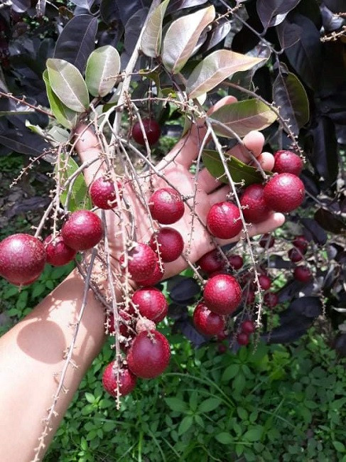 Nong dan hot bac nho giong nhan la, thuong lai mua tan vuon gia cao ngat-Hinh-3