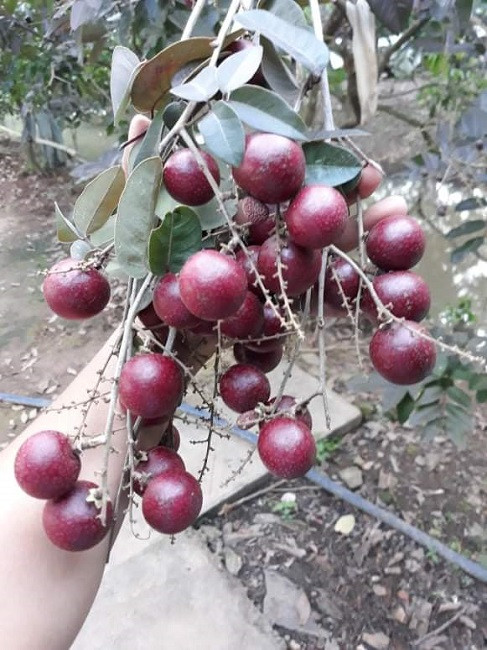 Nong dan hot bac nho giong nhan la, thuong lai mua tan vuon gia cao ngat-Hinh-2