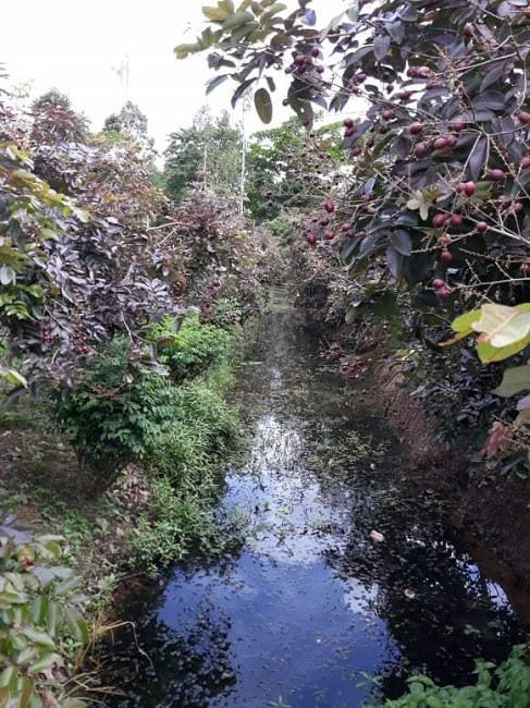 Nong dan hot bac nho giong nhan la, thuong lai mua tan vuon gia cao ngat-Hinh-4