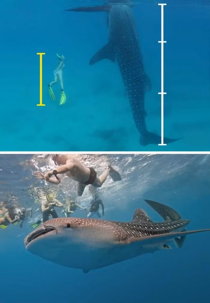 6. Cá mập voi. Cá mập voi là loài cá lớn nhất trên thế giới, và có kích thước khác nhau tùy theo giới tính. Cá mập cái có thể cao tới 20 mét trong khi cá mập đực thì nhỏ hơn. Cá mập voi không tấn công con người.