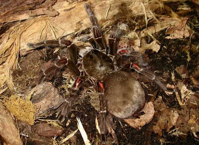 8. Nhện Tarantula. Mọi người sợ nhện Tarantula vì nó có thân hình đầy lông và đôi chân to. Tuy nhiên, những con nhện này vô hại đối với con người. Chúng có thể cắn, nhưng nọc độc yếu hơn ong. Với những người yêu thích loài nhện, những con nhện này đã trở thành vật nuôi phổ biến.