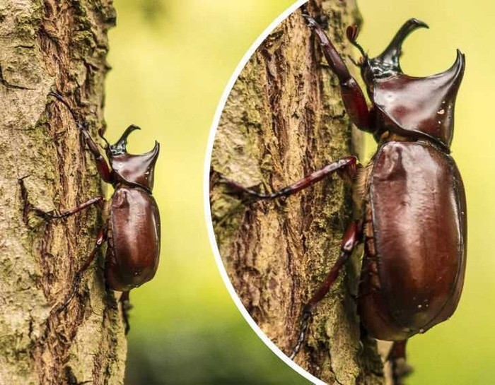 7. Bọ cánh cứng Hercules. Những con côn trùng này có thể dài hơn 17 cm và là một trong những loài bọ lớn nhất còn tồn tại! Mặc dù có cặp sừng đáng sợ nhưng chúng vô hại, vì chúng là động vật ăn cỏ chủ yếu ăn trái cây.