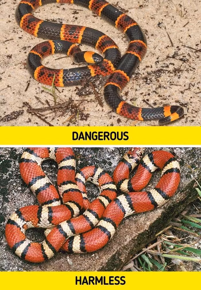 2. Rắn sữa. Rắn sữa được coi là động vật nguy hiểm vì nó giống con rắn san hô - một trong những loài rắn độc của tự nhiên. Cả hai loại rắn đều có hoa văn sọc đỏ, vàng và đen, nhưng một con hoàn toàn vô hại đối với con người, trong khi con còn lại thực sự nguy hiểm.