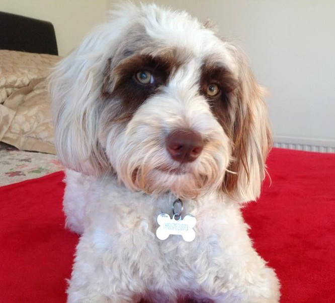 13. Anh em xa nhà gấu trúc