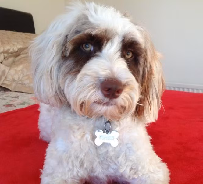 13. Anh em xa nhà gấu trúc