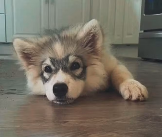 14. Giơ tay lên, ta là cướp đây! 