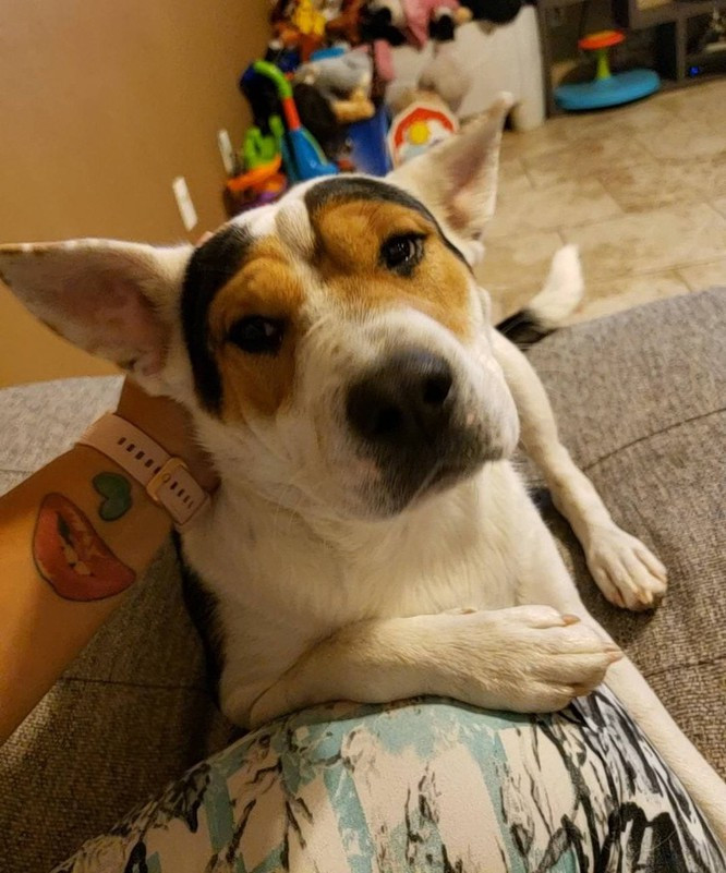 6. Đóng giả một chú hổ