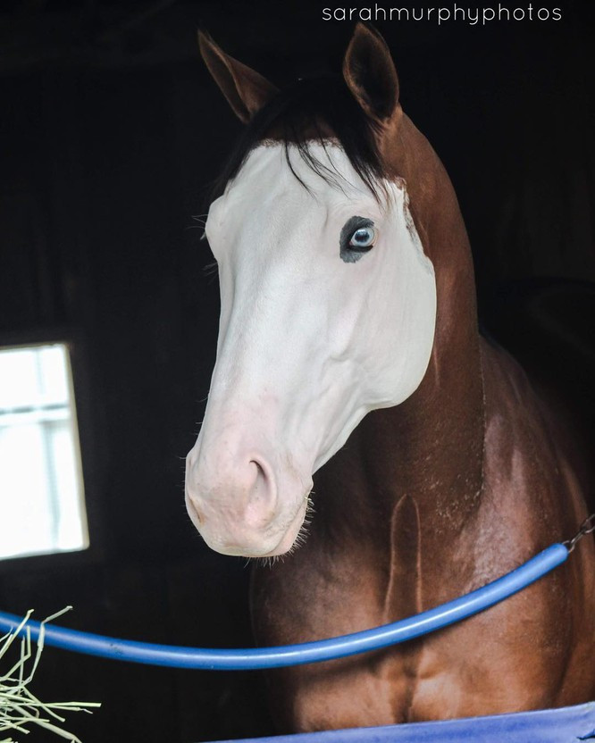 9. Vẻ đẹp trắng