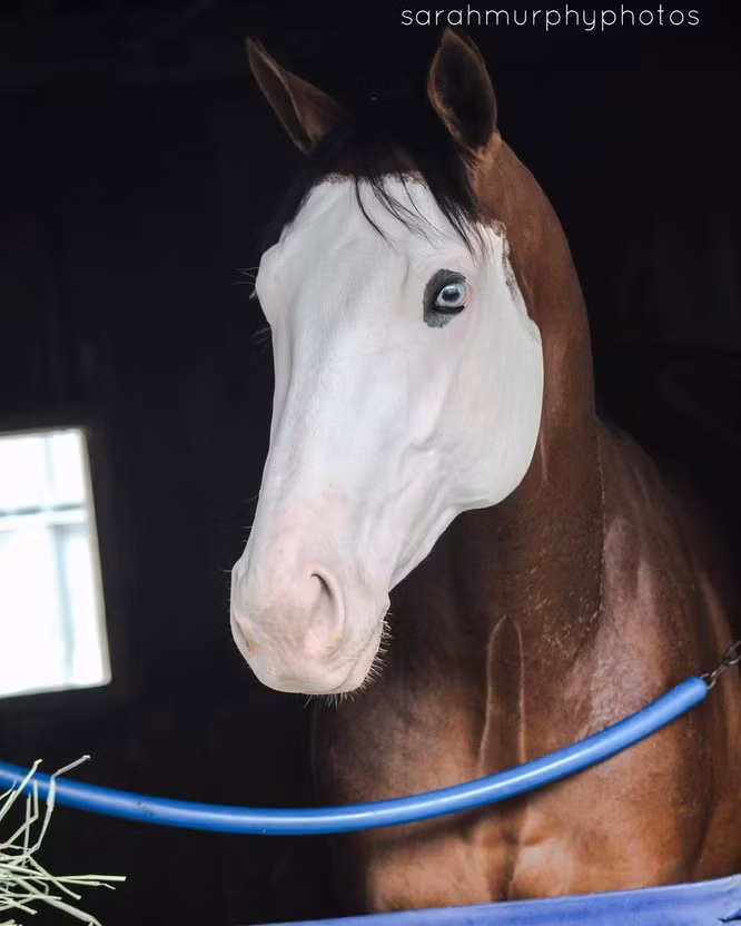 9. Vẻ đẹp trắng