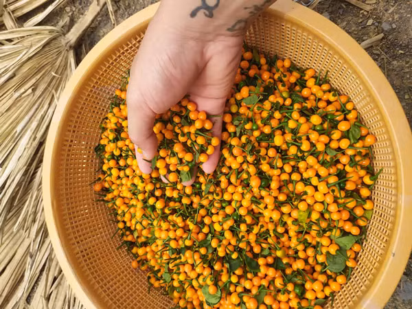 Loai ot o nuoc ngoai ban nua ty/kg, trong nuoc lai re bat ngo-Hinh-3