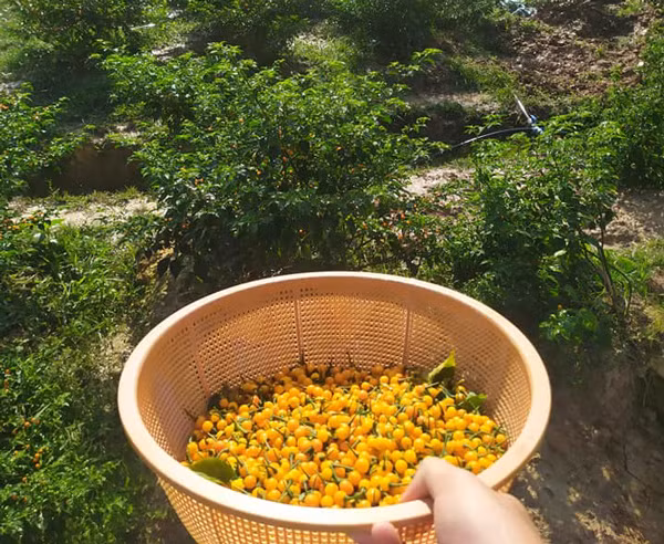 Loai ot o nuoc ngoai ban nua ty/kg, trong nuoc lai re bat ngo