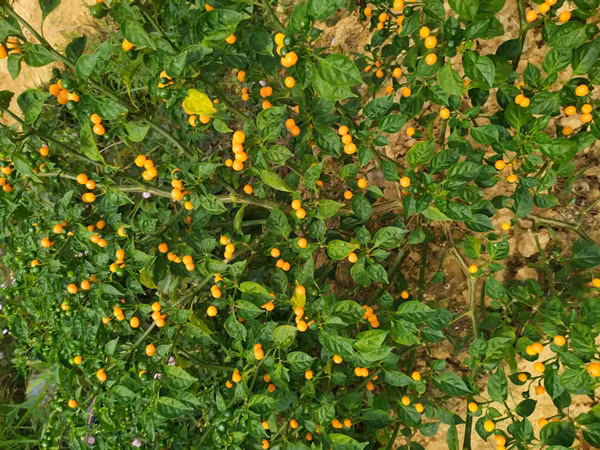 Loai ot o nuoc ngoai ban nua ty/kg, trong nuoc lai re bat ngo-Hinh-4