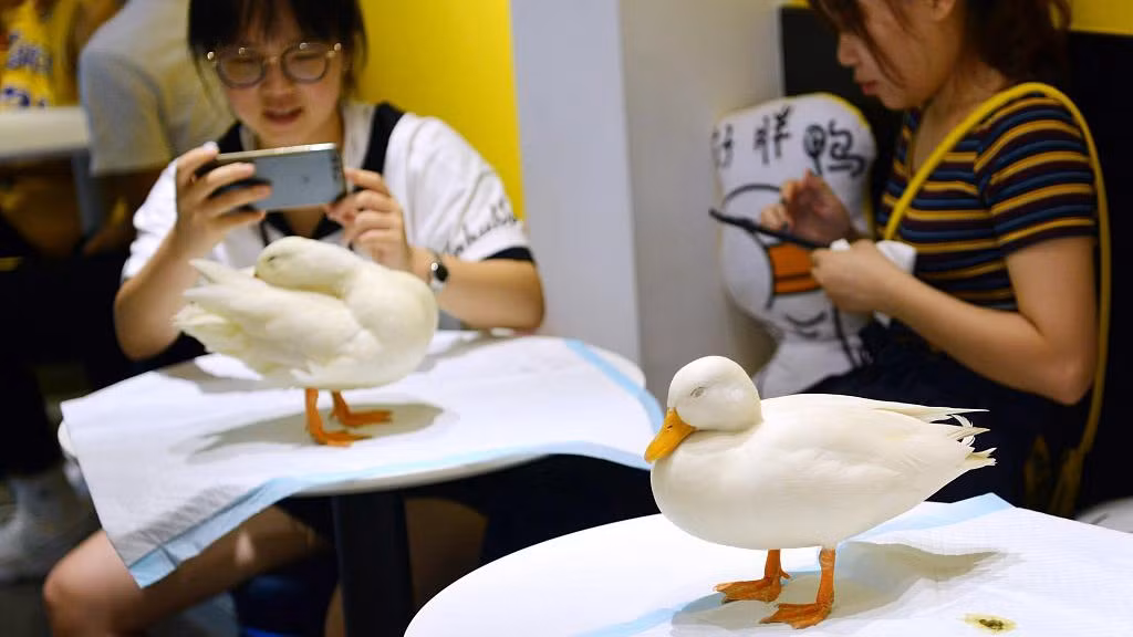 Loai vit tro thanh thu cung moi cua gioi tre Trung Quoc-Hinh-3