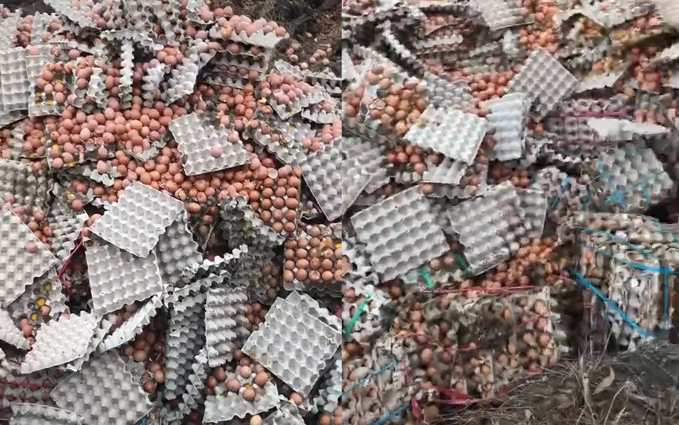 Hang nghin qua trung ga bi dem do bo, su that phia sau la gi?