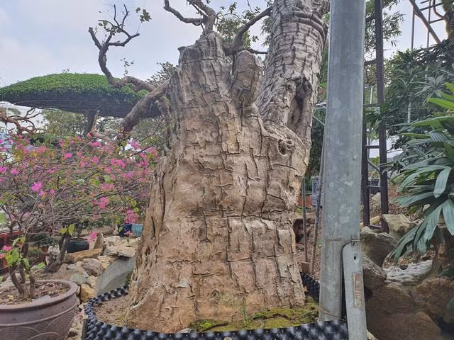 Ngam cay van tue co dang cong mem mai-Hinh-3