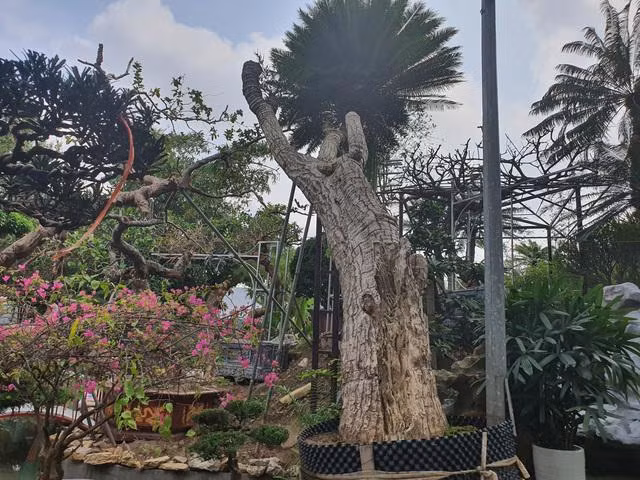 Ngam cay van tue co dang cong mem mai