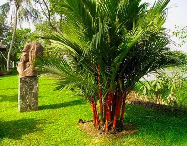 4 loai cay la meo Than Tai, dat o dau la goi loc la ve o do