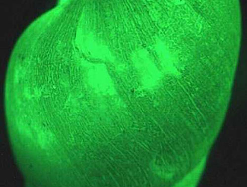 ##sc### Loài ốc này có tên là Clusterwink, chúng thường được tìm thấy trong các cụm ốc dính chặt trên bờ đá ở bãi biển của Australia. Loài ốc này được xem là loài ốc kỳ lạ nhất thế giới vì chúng có thể tự phát ra ánh sáng. 