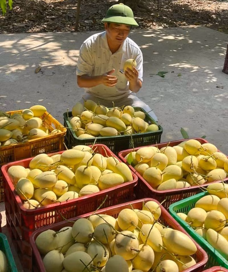 Xoai Viet doi cho, gia re hon rau-Hinh-3