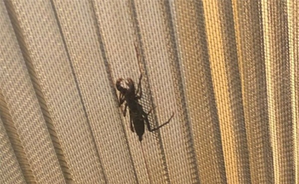 Hốt hoảng thấy sinh vật lạ như ngoài hành tinh, cô gái đập chết rồi hối hận ảnh 1