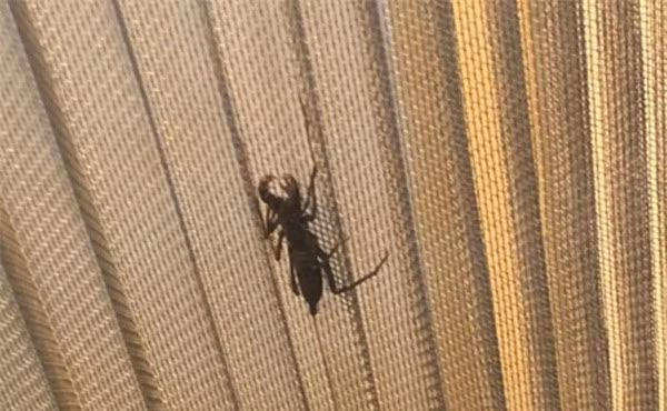 Hốt hoảng thấy sinh vật lạ như ngoài hành tinh, cô gái đập chết rồi hối hận ảnh 1