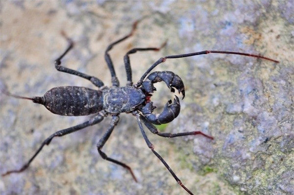 Hốt hoảng thấy sinh vật lạ như ngoài hành tinh, cô gái đập chết rồi hối hận ảnh 3