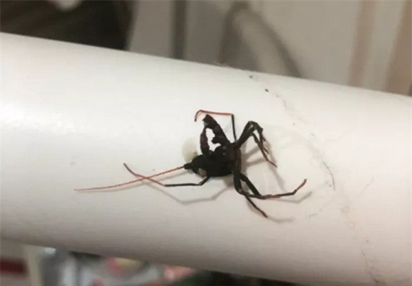 Hốt hoảng thấy sinh vật lạ như ngoài hành tinh, cô gái đập chết rồi hối hận ảnh 2