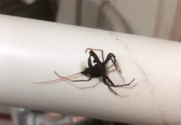 Hốt hoảng thấy sinh vật lạ như ngoài hành tinh, cô gái đập chết rồi hối hận ảnh 2