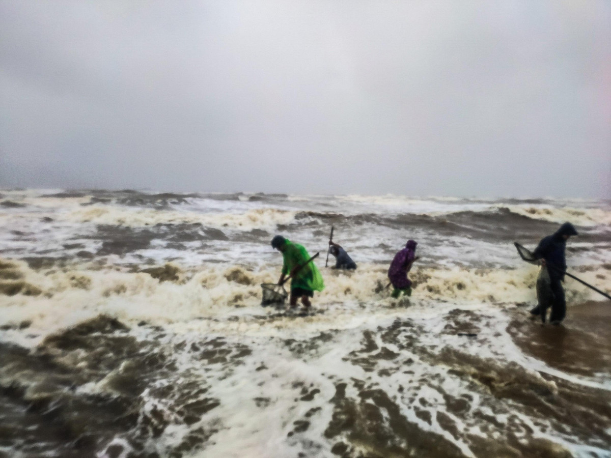 Người dân sử dụng vợt bằng lưới để thu hoạch sò mai.