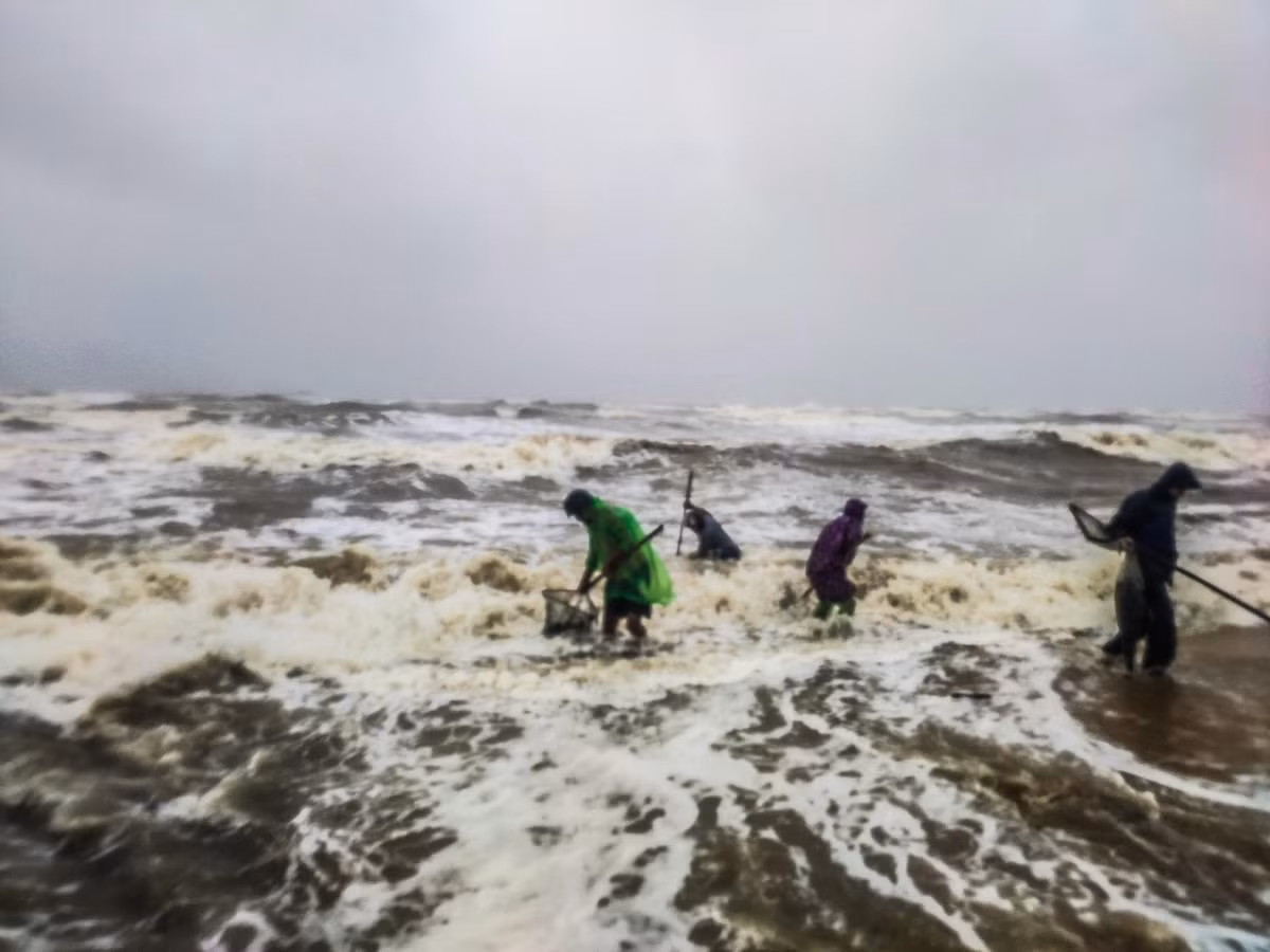 Người dân sử dụng vợt bằng lưới để thu hoạch sò mai.