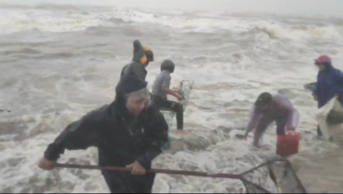 Ông Nguyễn Văn Bình (trú thôn Xuân Nam) cho biết, những ngày qua, sò mai thường theo rác trôi dạt vào bờ, vì thế người dân kéo nhau ra để thu hoạch. Nếu kiên trì mỗi người cũng bắt được cả tạ sò mai.