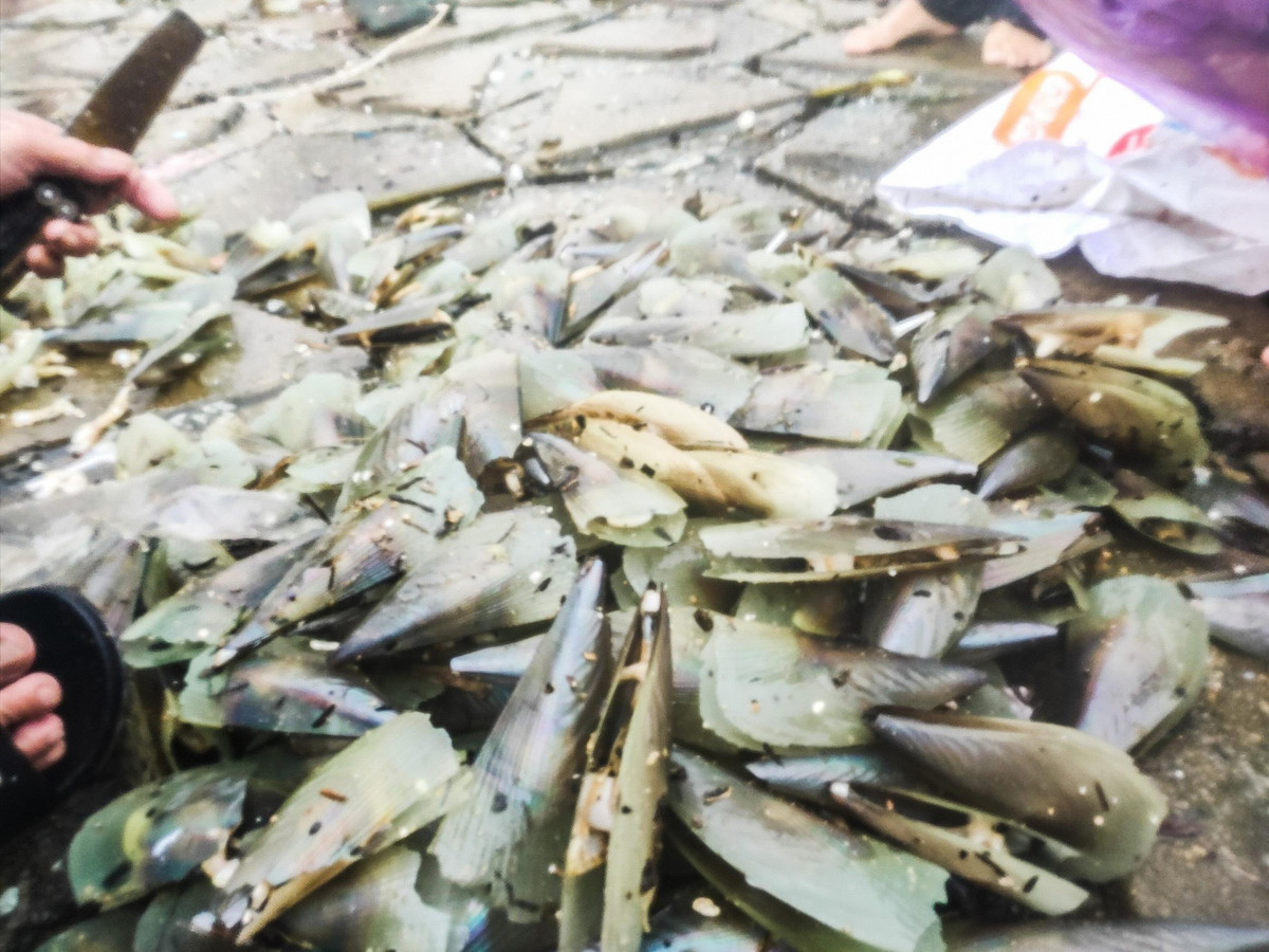 Nếu chịu khó, trung bình mỗi người cũng bắt được 1 đến 3 tạ, cho thu nhập khoảng 500 - 1 triệu đồng/ngày.