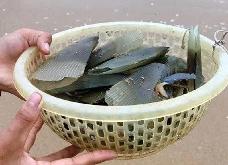 Sò mai là loại sò biển hình tam giác với kích thước to bằng mu bàn tay, có giá trị kinh tế cao. Trung bình, mỗi ngày có gần 100 người địa phương và các vùng lân cận như Cẩm Lộc, Cẩm Lĩnh đổ xô về vớt.