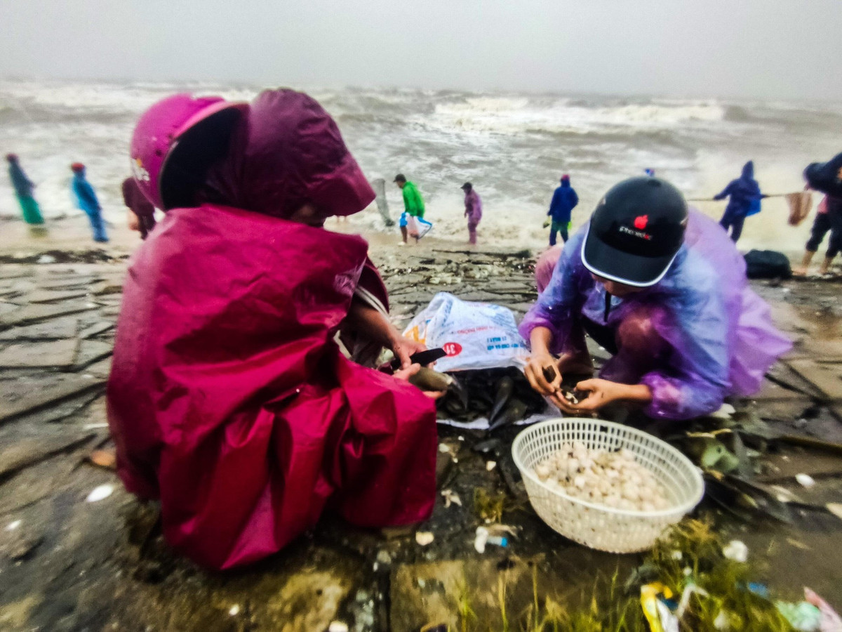 Người dân sau khi bắt thường tách vỏ sò ngay trên bờ biển hoặc đưa về nhà. Phần cồi mai bên trong dùng để chế biến nhiều món ăn bổ dưỡng.