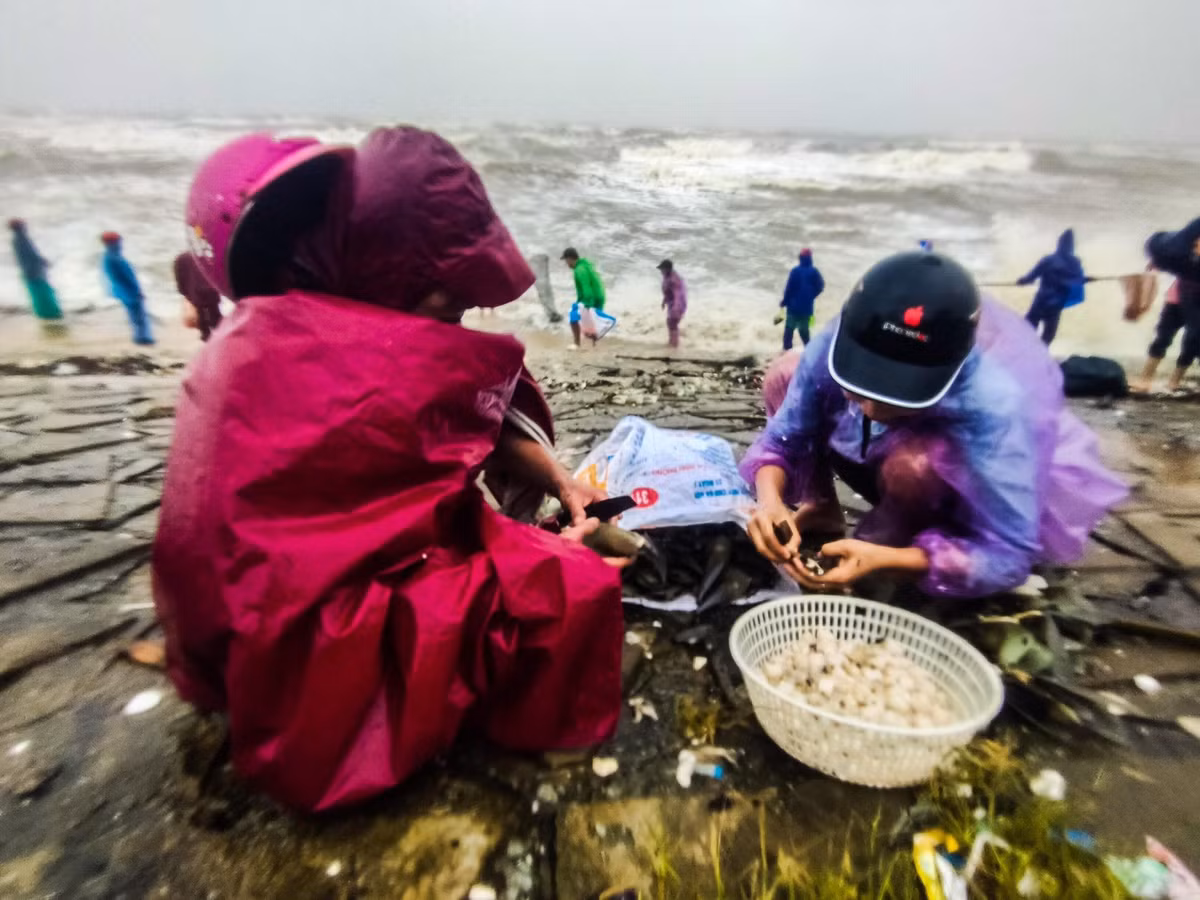 Người dân sau khi bắt thường tách vỏ sò ngay trên bờ biển hoặc đưa về nhà. Phần cồi mai bên trong dùng để chế biến nhiều món ăn bổ dưỡng.