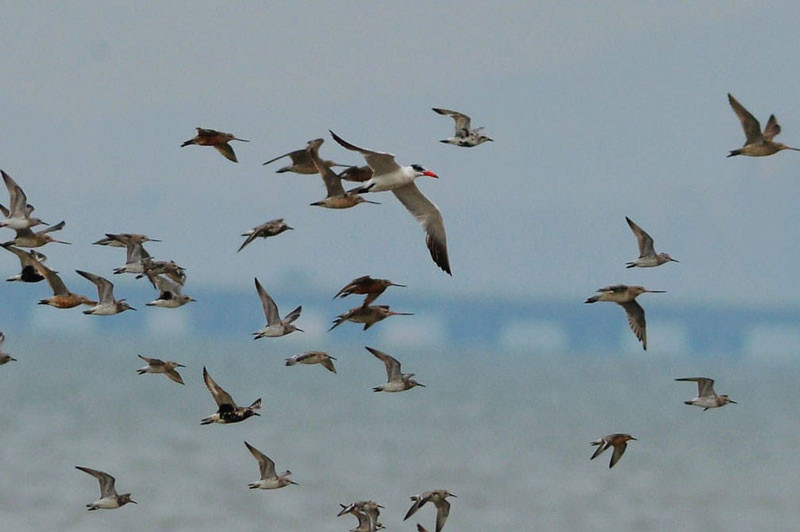 ##s###Ảnh chụp những con mòng biển di cư về Thanh Đảo, tỉnh Sơn Đông, Trung Quốc. Ảnh: Sipa Asi. 