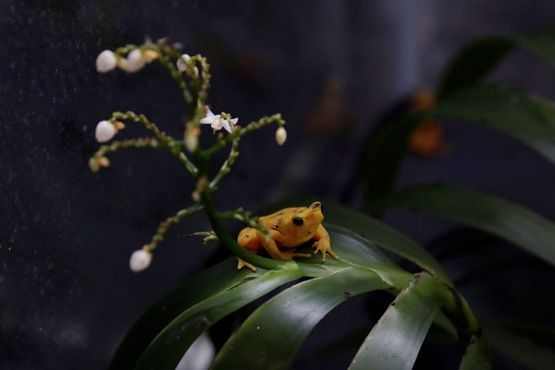 Ếch vàng quý hiếm tại Viện nghiên cứu nhiệt đới Smithsonian ở Gamboa, Panama. Ảnh: Bienvenido Velasco.
