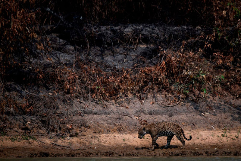 Báo đốm đực bị thương đi dọc theo một con sông thuộc vùng Porto Jofre, Pantanal, Brazil. Ảnh: Mauro Pimentel.
