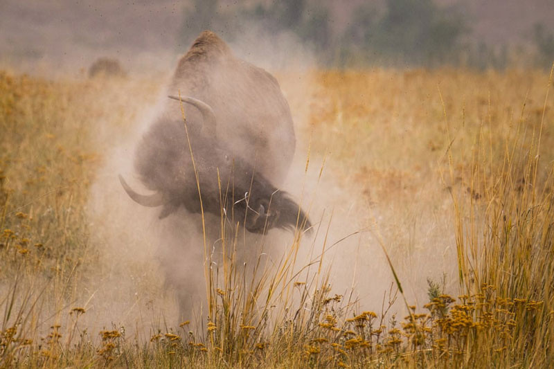 Một con bò tót đang tắm bùn ở National Bison Range. Ảnh: Kent Meireis.
