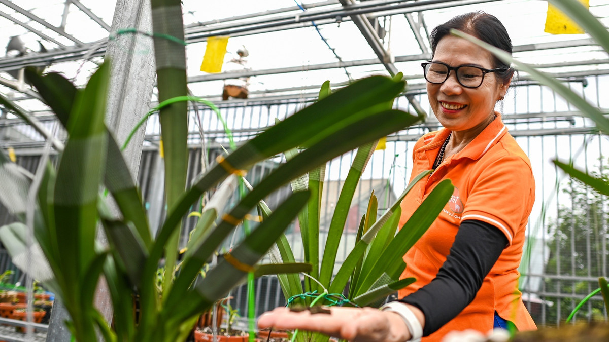 Để tìm ra được công thức làm thuốc từ giun quế hoàn chỉnh, tôi đã phải tìm hiểu từ rất nhiều tài liệu. Trong đó, có bài thuốc của ông Nguyễn An Định, con của ông Nguyễn An Ninh, nhà cách mạng nổi tiếng hồi đầu thế kỷ XX. Ông Định cũng dùng giun nhưng là giun đất (địa long) để chữa dịch sốt xuất huyết những năm đất nước còn chiến tranh.