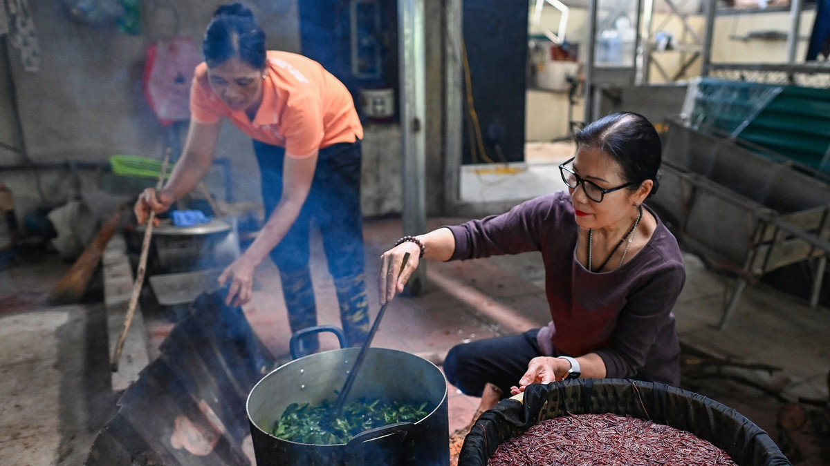 Giun được xử lý bằng phương pháp luộc chín và mang vào lò sấy cùng với hạt đỗ xanh cho teo lại.